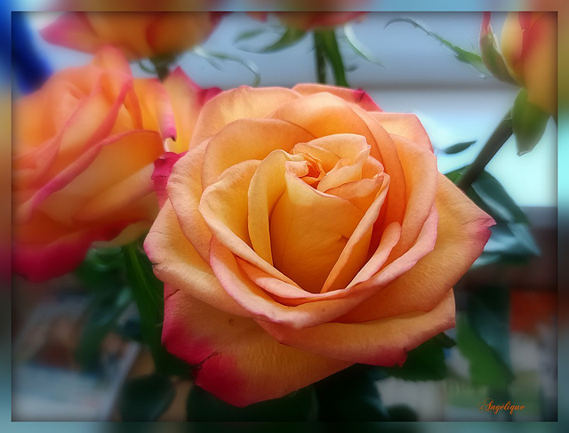 Bon dimanche..........❤️& bonne semaine Bon dimanche..........❤️& bonne semaine