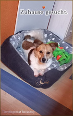 Annie ♥️