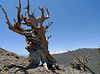 USA - California, Ancient Bristlecone Pine Forest