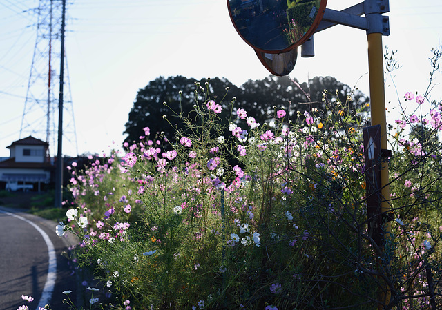 Cosmos by the road