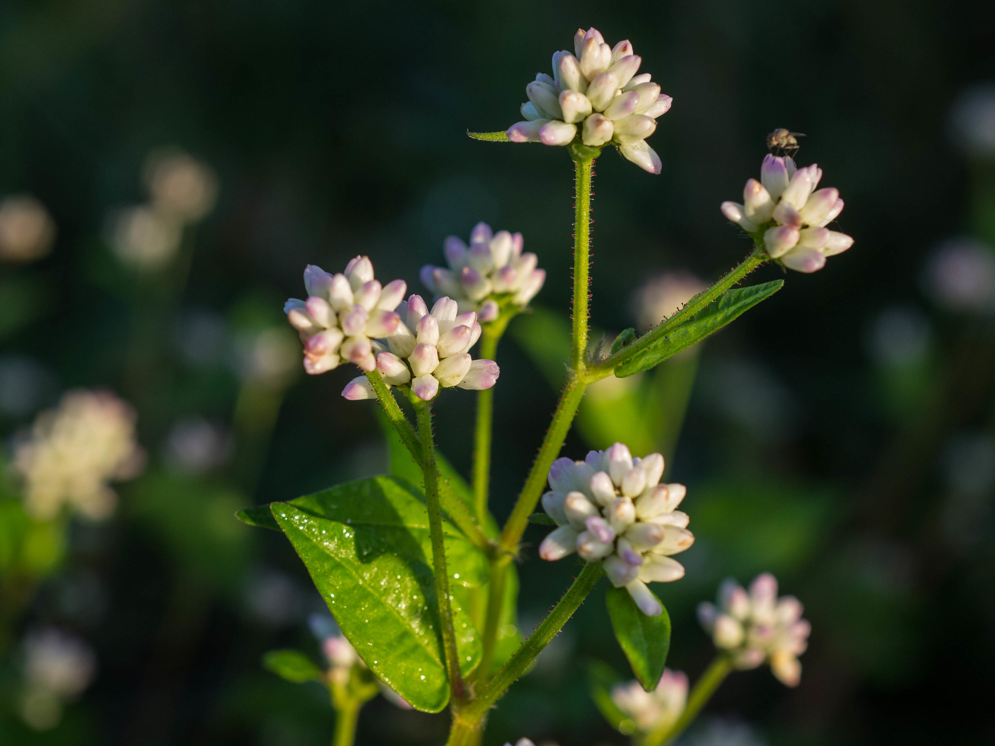 Wild flowers