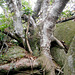DSCN1394 - figueira-mata-pau ou muirapinima Coussapoa microcarpa, Urticaceae