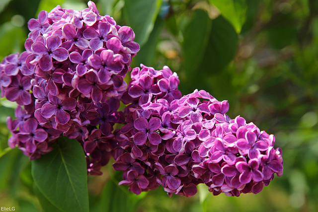 Lilas