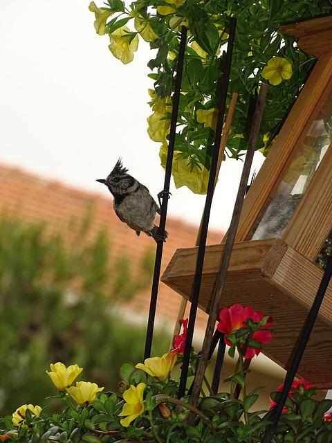 ...cette petite mésange huppée vient s"alimenter chez moi...elle est née ce printemps...ses parents lui ont montré le chemin de la mangeoire...