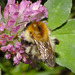 Bumblebee IMG_7712