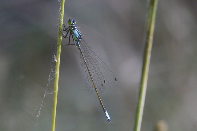 Western Forktail Damselfly