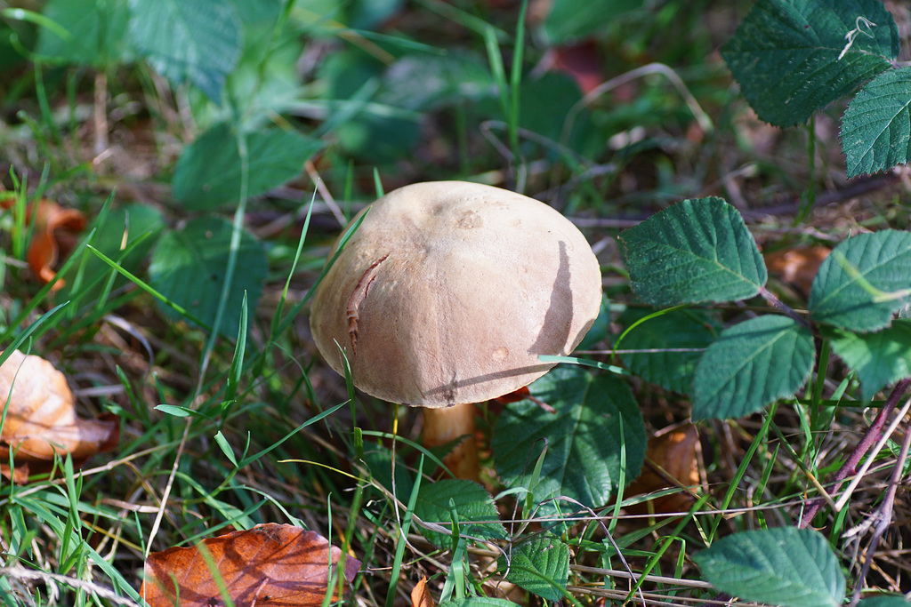 Brauner Pilz mit Schnecke