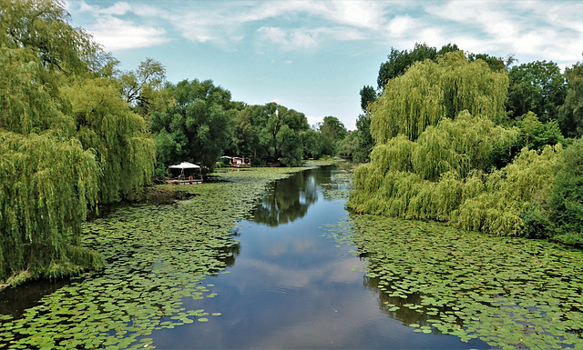 Wilhelmsburger Dove Elbe