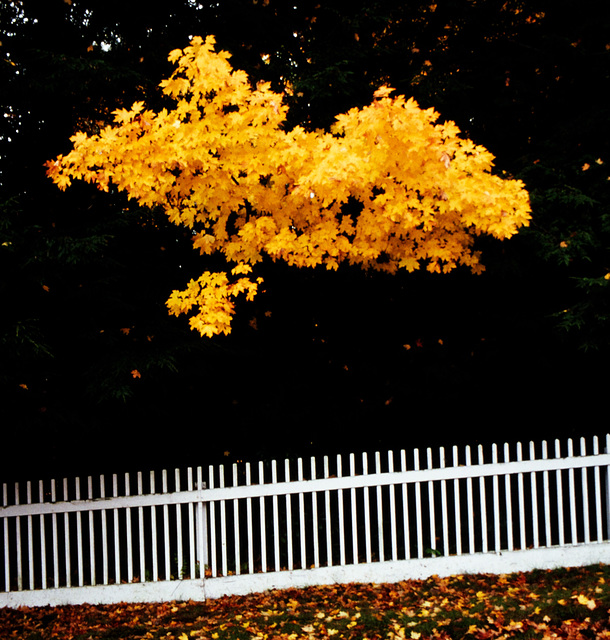 One Deciduous Tree Among Evergreens