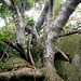 DSCN1395 - figueira-mata-pau ou muirapinima Coussapoa microcarpa, Urticaceae