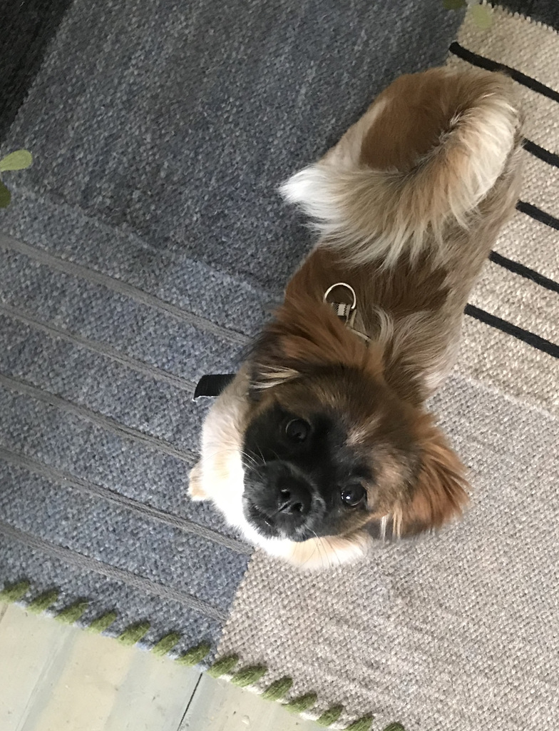 Elsa the puppy!