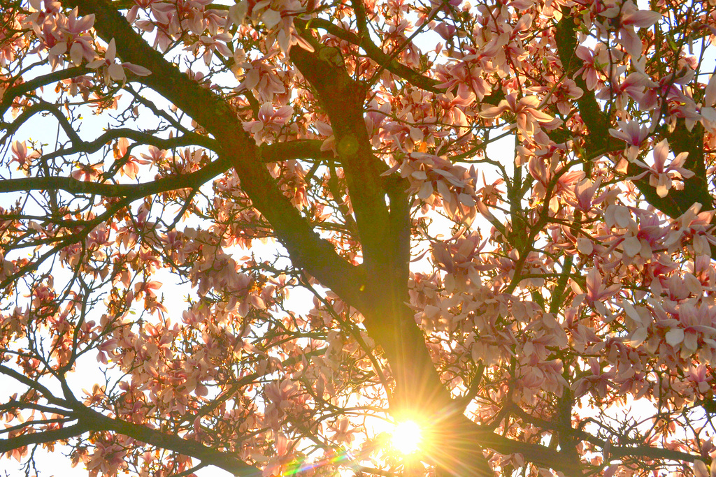 Pink flowers