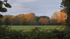 Umrahmter Herbstwald