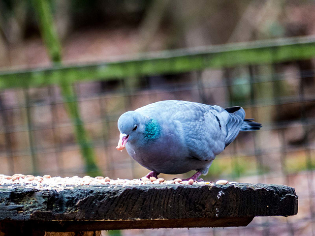 Pigeon with its peanut