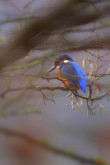 Kingfisher