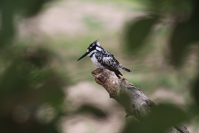 A Black and White Kingfisher