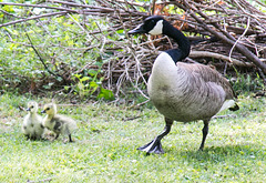 Canade goose and goslings