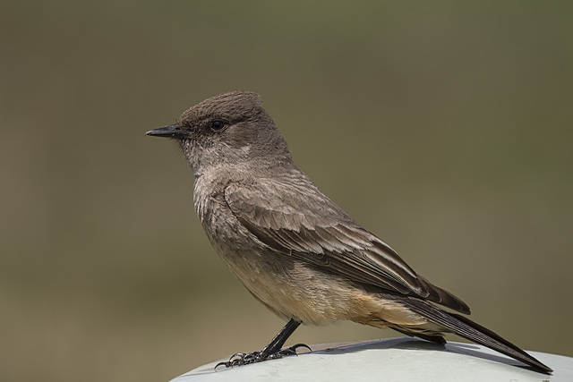 Say's Phoebe