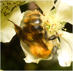 EF7A3559 Carder Bee Queen