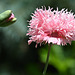 pompom pink poppy DSC 6988 edited