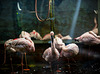 20240825_Aschersleben Tierpark (Nikon D800+Nikon D2x)