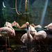 20240825_Aschersleben Tierpark (Nikon D800+Nikon D2x)