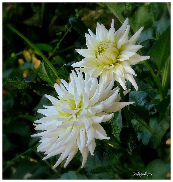 Bon Dimanche mes ami(e)s !❤️