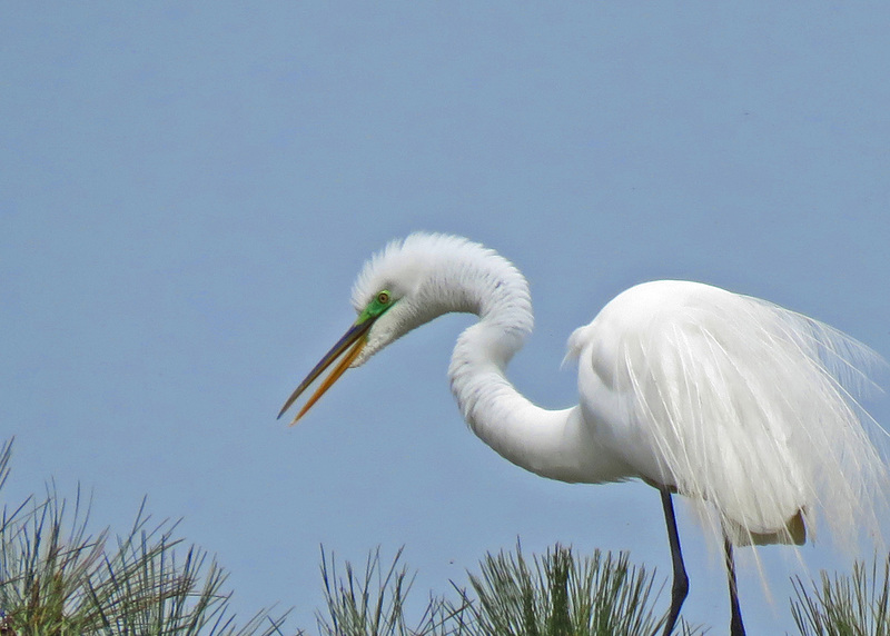 Great Egret in Breeding Plumage