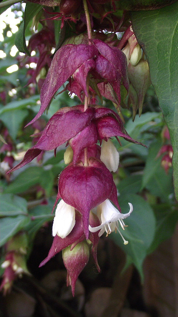 Leycesteria Formosa - Himalayan Honeysuckle