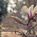Early Magnolia