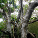 DSCN1396 - figueira-mata-pau ou muirapinima Coussapoa microcarpa, Urticaceae