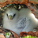 Baby Red-billed Tropicbird, Little Tobago