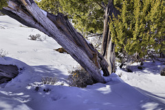 Dwarf Forest – Desert View, Grand Canyon, Arizona