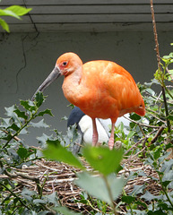 Roter Ibis