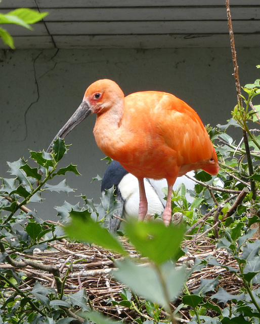 Roter Ibis