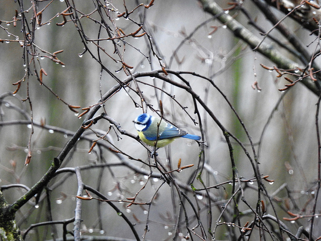 Blaumeise im Regen