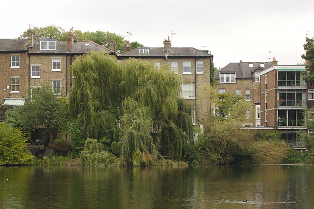 Hampstead Heath Willow IMG_7711