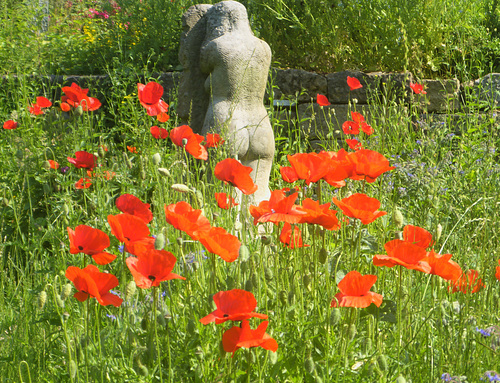 Margarita im Mohn