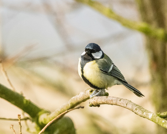 Great tit