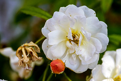 Blüten zwischendurch