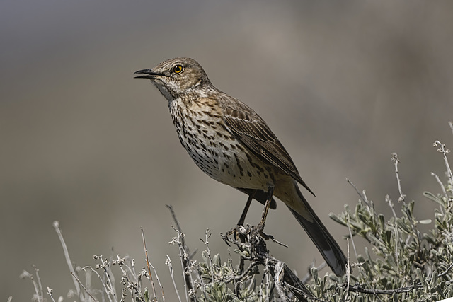 Sage Thrasher