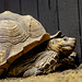 20240825_Aschersleben Tierpark (Nikon D800+Nikon D2x)