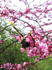 Bumblebee on Redbud Flowers JBWR 042525