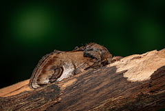 Pebble Prominent Moth-2