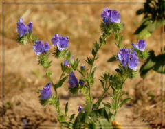 Echium plantagineum , Bonne semaine à tous ❤️
