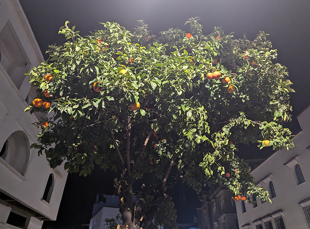 Oranger en soirée / Evening orange tree