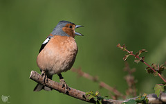 Chaffinch