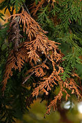 spruce detail spruce detail