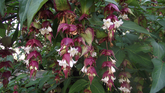 Leycesteria Formosa - Himalayan Honeysuckle