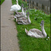 swan family portrait